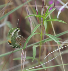 Proserpinus clarkiae