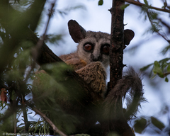 Somali Bushbaby photo 3