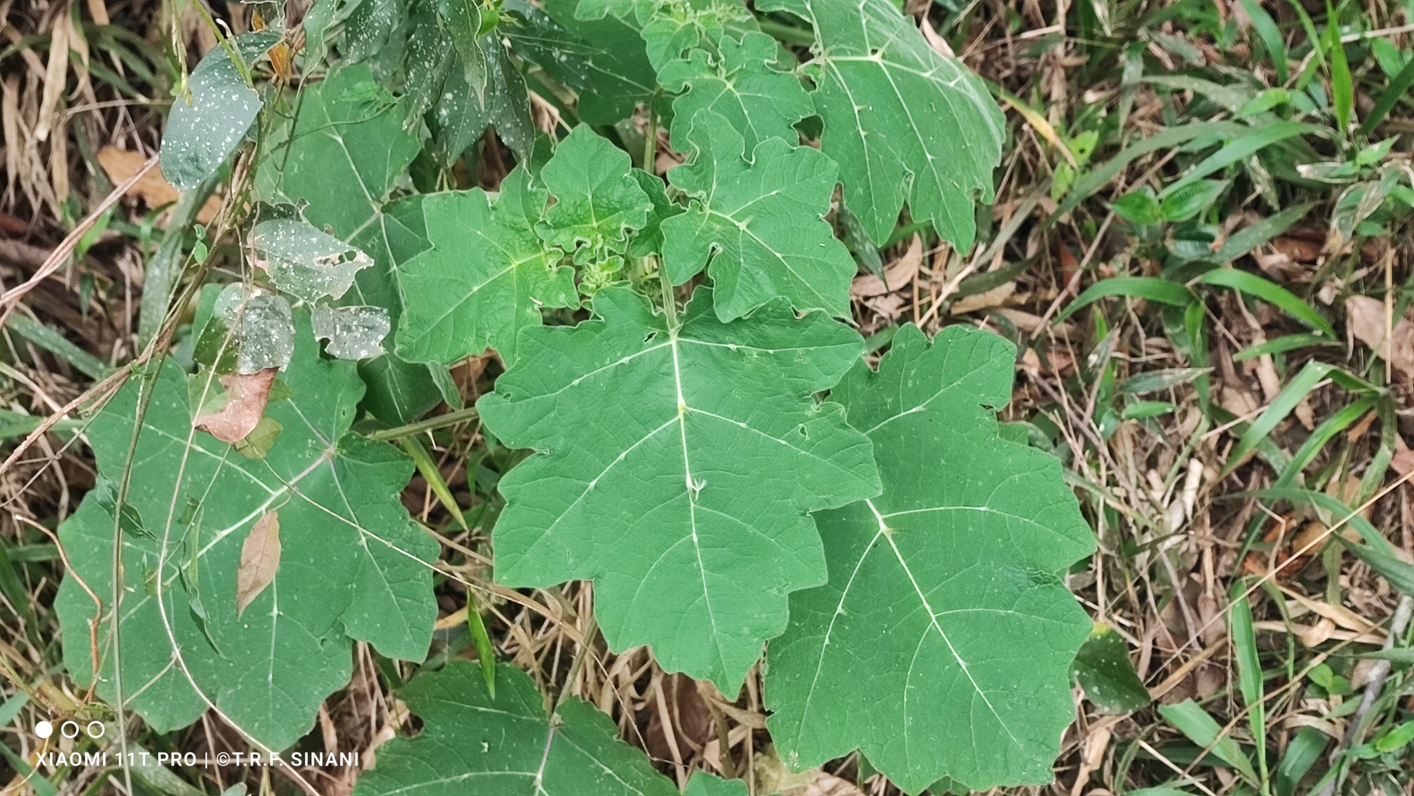 Solanum viarum