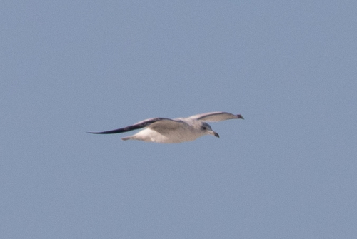 Ring-billed Gull photographed in Alabama