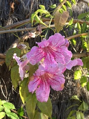 Podranea