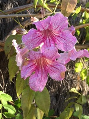 Podranea
