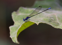 Argia pulla