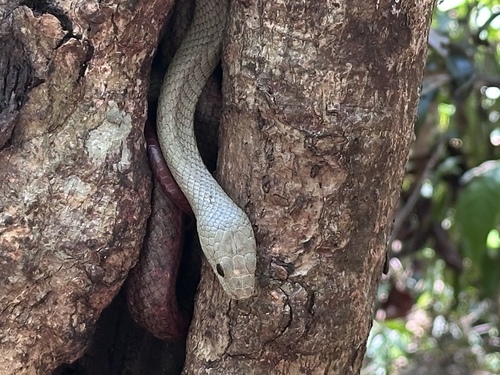 Photo of a Tiny Night Snake (Ithycyphus miniatus)