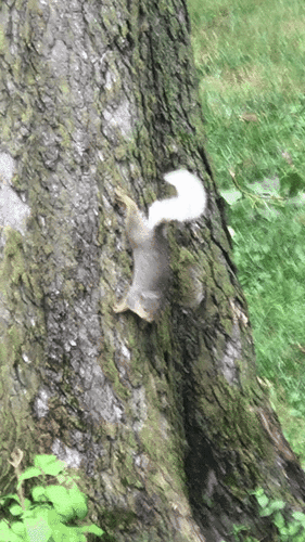 Eastern Fox Squirrel photographed in Indiana