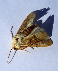 Thaumetopoea pityocampa