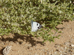Pontia glauconome