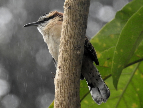 Campylorhynchus capistratus