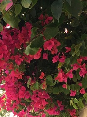 Bougainvillea