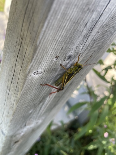 Two-striped Grasshopper