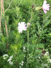 Silene × hampeana