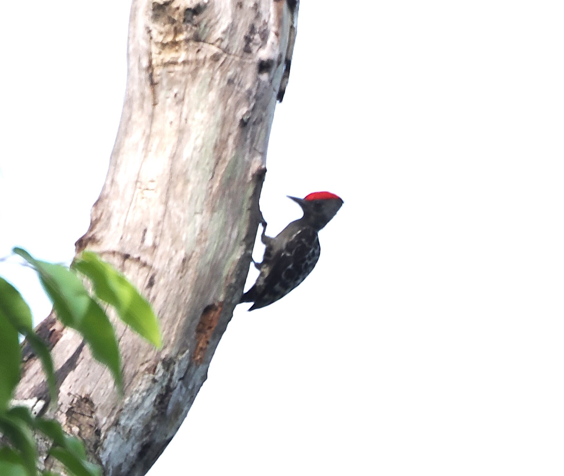 Grey-and-buff Woodpecker (Hemicircus concretus), photo 3