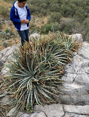 Hechtia mapimiana