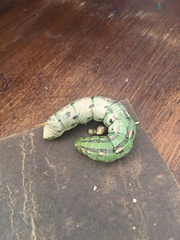 Hyles lineata