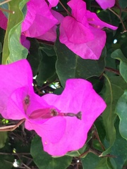 Bougainvillea