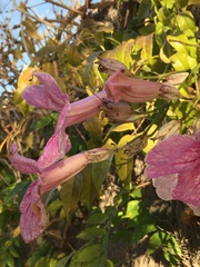 Bougainvillea