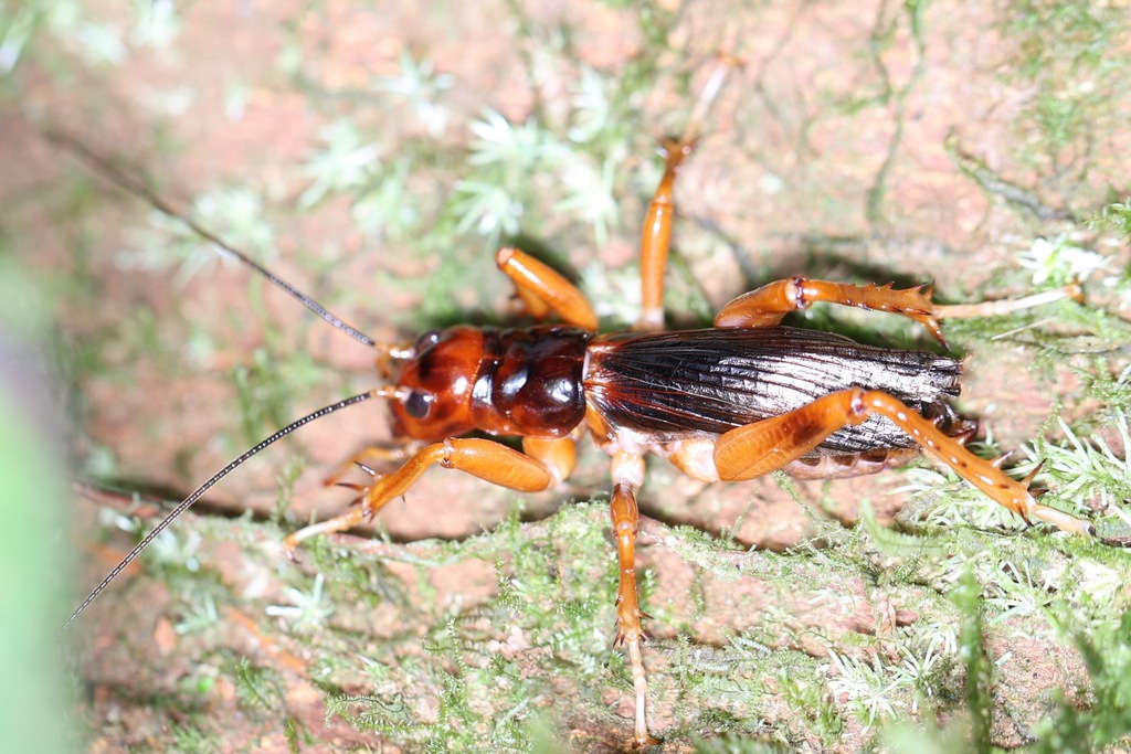 Winged Jerusalem Cricket