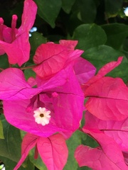 Bougainvillea