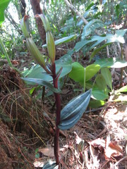 Psilochilus macrophyllus