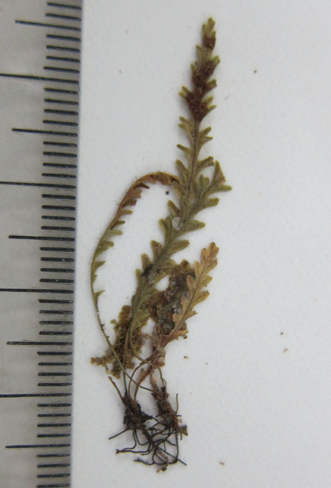 Oreogrammitis setulifera