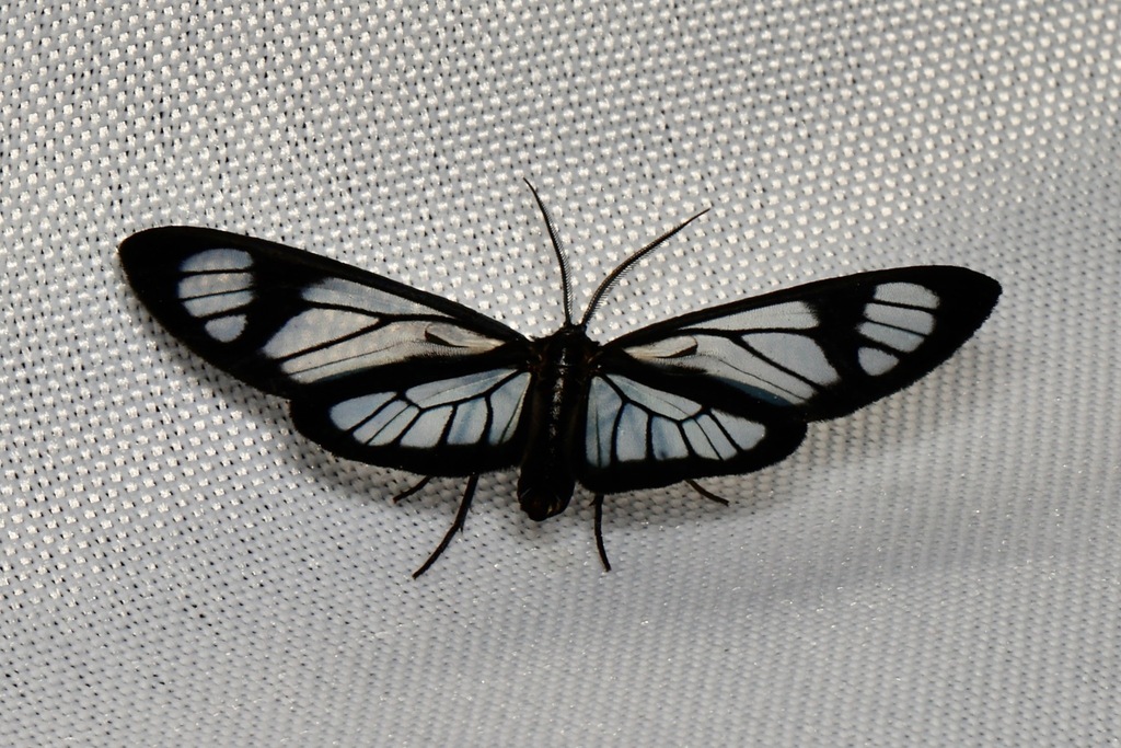 Erycinopsis diaphana