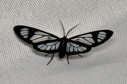 Erycinopsis diaphana