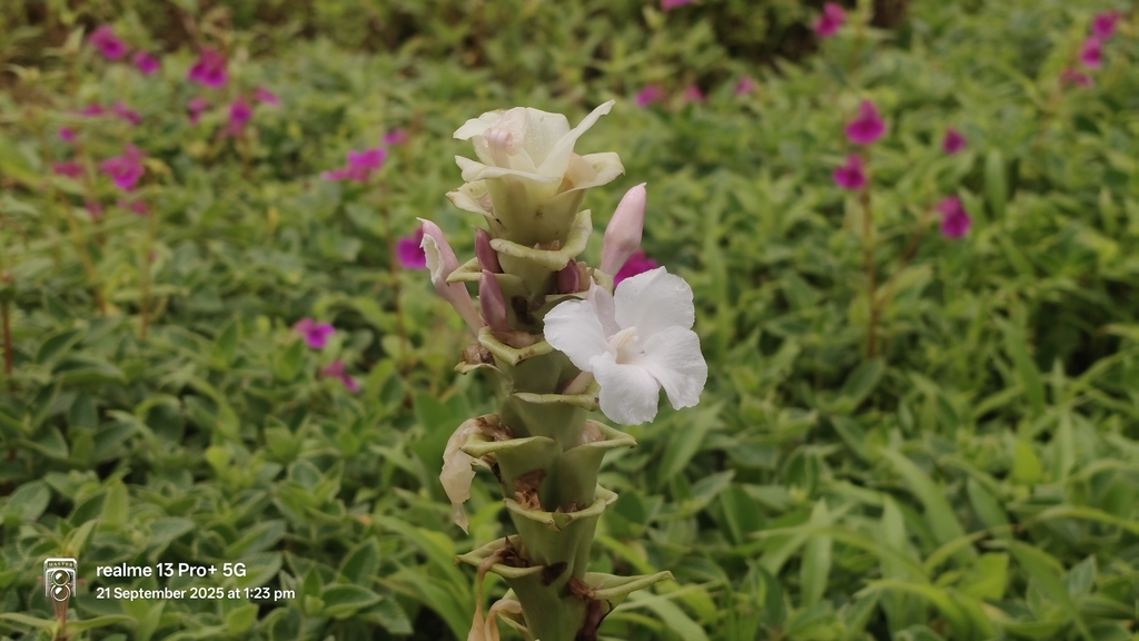 Curcuma caulina