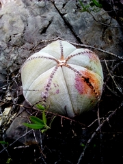 Astrophytum myriostigma