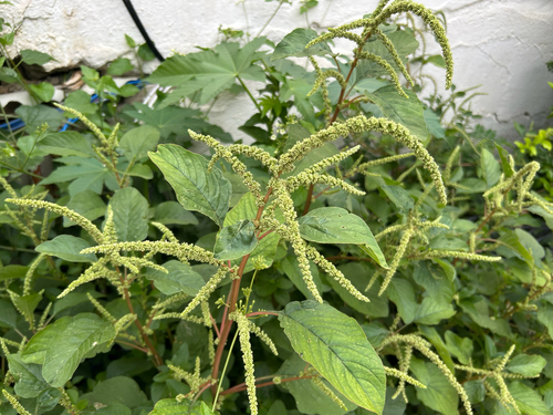 green amaranth