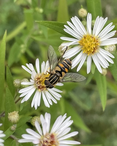 Narrow-headed Marsh Fly