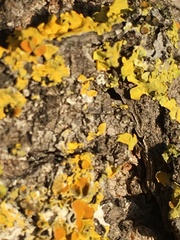 Xanthoria parietina