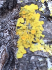 Xanthoria parietina