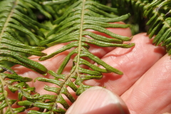 Sticherus umbraculifer