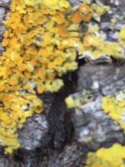 Xanthoria parietina