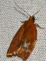 Clepsis consimilana