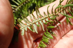 Sticherus umbraculifer