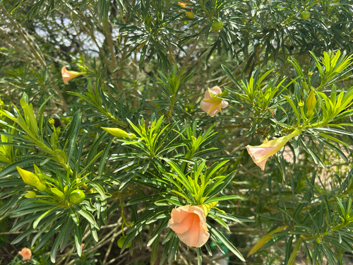 Be-still tree