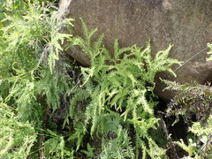 Sticherus umbraculifer