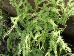 Sticherus umbraculifer