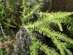 Sticherus umbraculifer