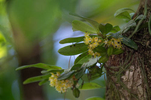 Gastrochilus japonicus iNat (3)