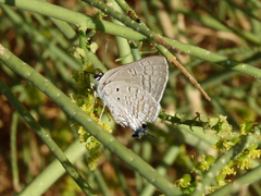 Deudorix livia