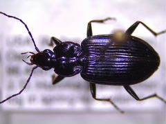 Agonum fidele