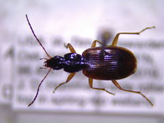 Agonum retractum