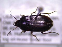 Amara cupreolata
