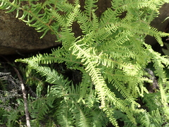 Sticherus umbraculifer