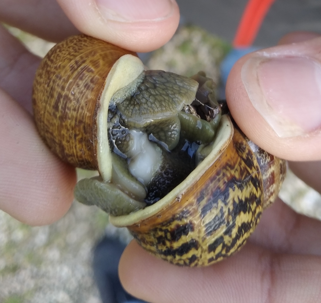 Garden Snail from 1500-500 Lisboa, Portugal on November 28, 2019 at 10: ...