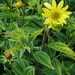 Perennial Sunflower - Photo (c) Udo Schröter, some rights reserved (CC BY-SA)