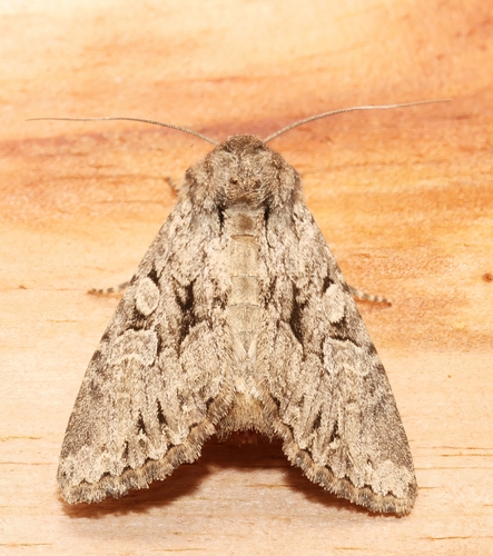 Apamea longula photo 2