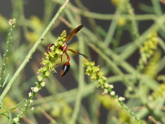 Delta dimidiatipenne